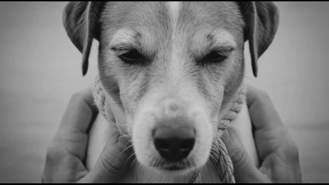 Верный Друг смотреть онлайн