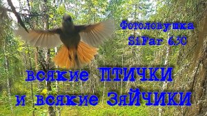 Птички, зайчики. Фотоловушка SiFar 6.3C