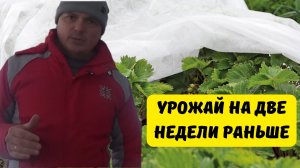 УРОЖАЙ НА ДВЕ НЕДЕЛИ РАНЬШЕ-БЕЗ ПОСТРОЙКИ ТЕПЛИЦ!