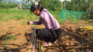 Собираю сахарный тростник, везу его на грузовике для продажи в магазин сахарного сока. Вьетнам