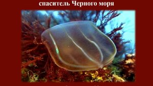ОБИТАТЕЛИ ЧЕРНОГО МОРЯ: Гребневик берое — спаситель Чёрного моря