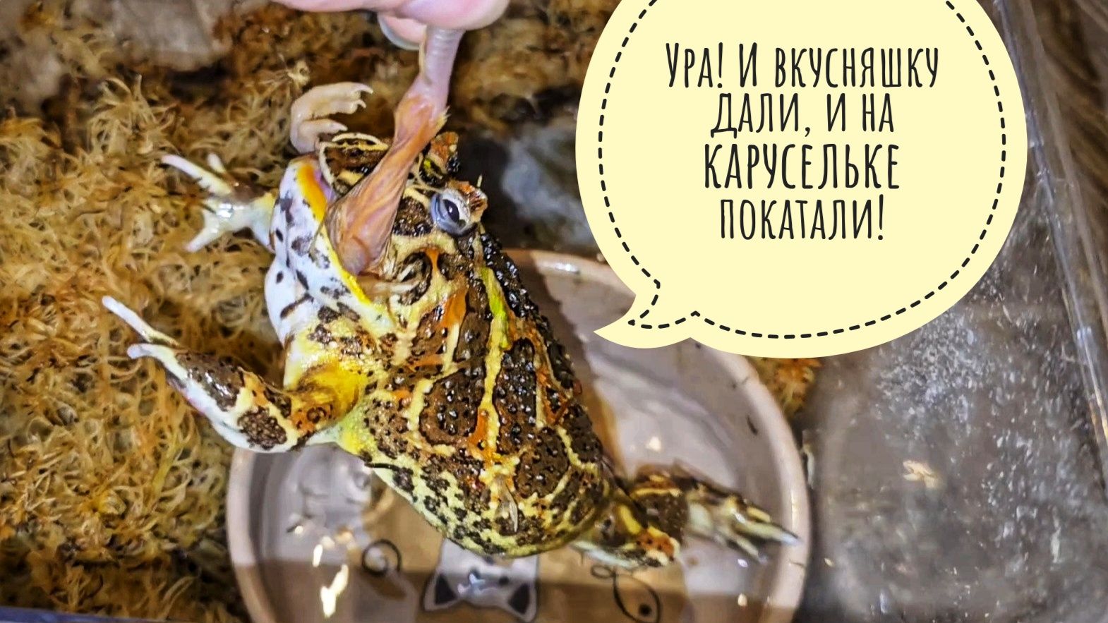 Самое прожорливое чудище в этом краю! Кормление рогатой лягушеньки.Кошку Морошку близко не подпускаю смотреть онлайн