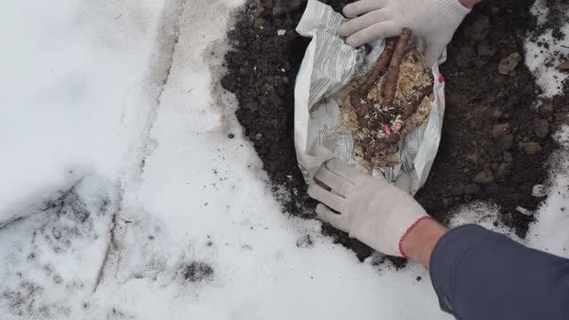 Как я высадила пионы в снег при минус 10, ночных до -20. Посадка пионов, зима 2025 смотреть онлайн