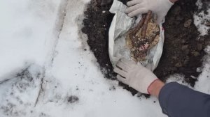 Как я высадила пионы в снег при минус 10, ночных до -20. Посадка пионов, зима 2025