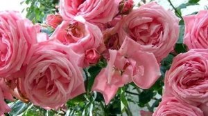 Самый простой и хитрый способ укрытия роз на зиму!