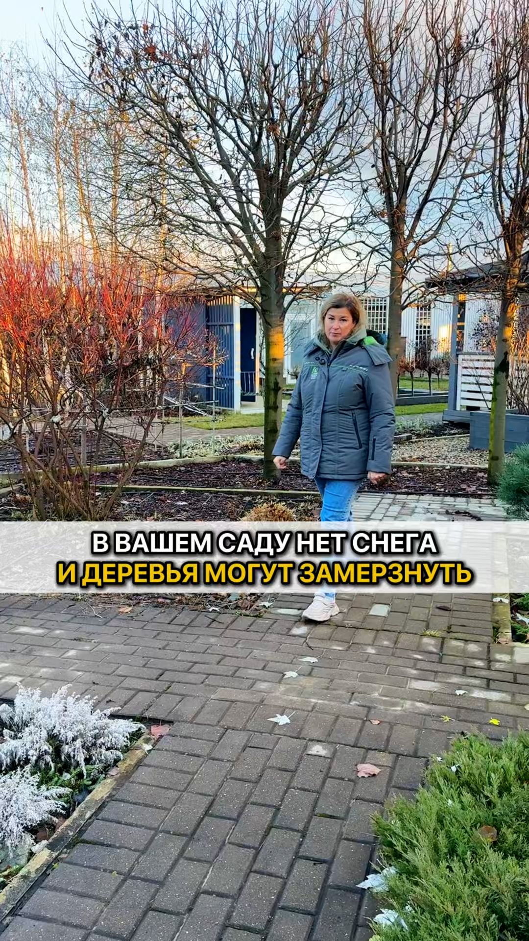 КАК ЗАЩИТИТЬ деревья, если зимой нет снега?