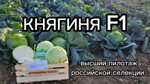Капуста белокочанная Княгиня  - ИНТЕНСИВНОЕ выращивание.