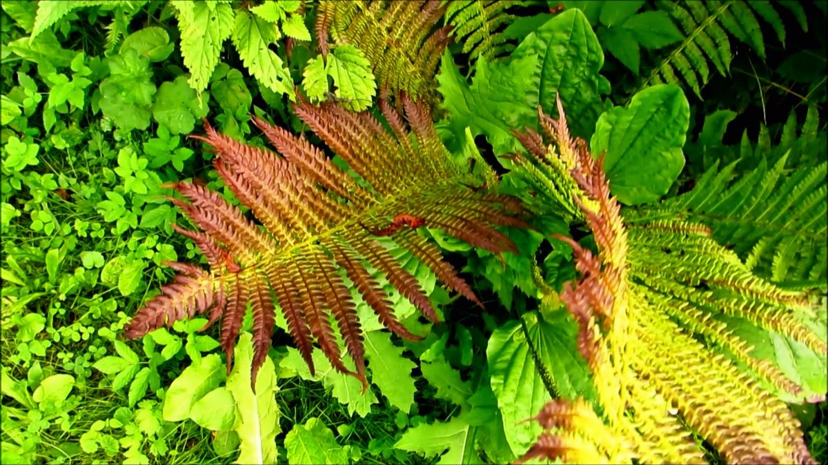 Папоротники у речушки смотреть онлайн