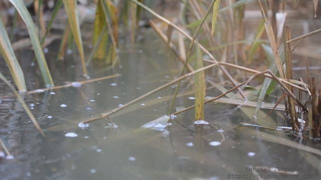 Nikon D7100 video test | sound test