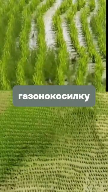 Подписывайтесь на наш аккаунт, чтобы не пропустить ещё больше полезных советов по уходу за садом!