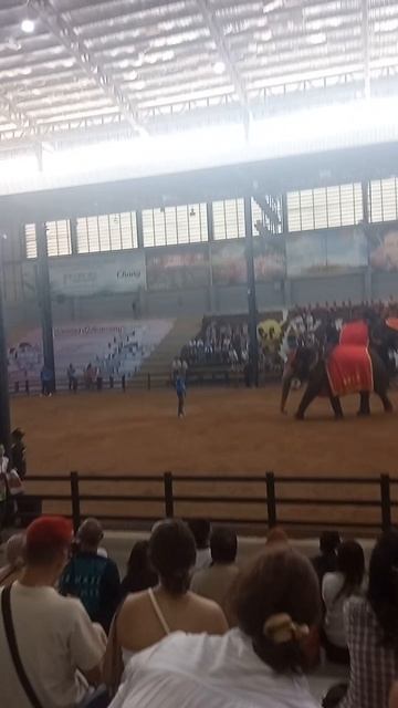 Слон забил гол! 🇹🇭⚽Что скрывает шоу слонов в Nong Nooch? смотреть онлайн