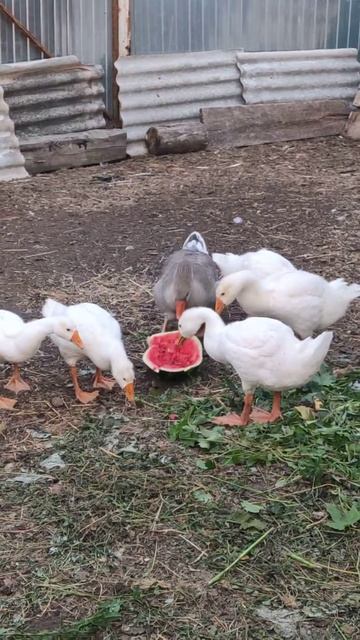 26 июля 2021 г. смотреть онлайн