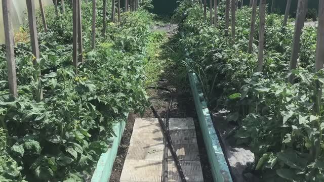 Формировка Томатных Гномов. Удаляю "недоразвитые" прикорневые пасынки. смотреть онлайн