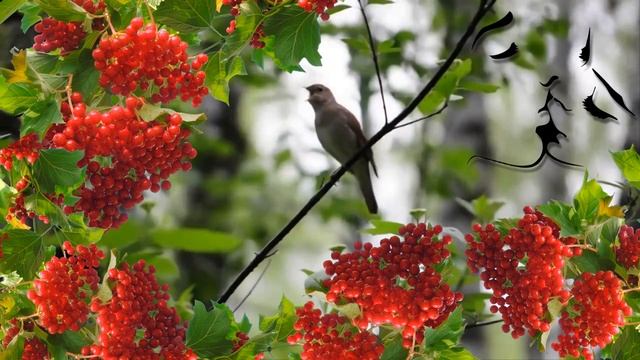 АХ,КАЛИНА,КАЛИНА