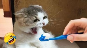 СМЕШНО ДО СЛЕЗ 😹😍 СМЕШНЫЕ КОТЫ, ЛУЧШИЕ ПРИКОЛЫ С КОТАМИ, СОБАКАМИ КОШКИ,СОБАКИ , ЖИВОТНЫЕ 🥰
