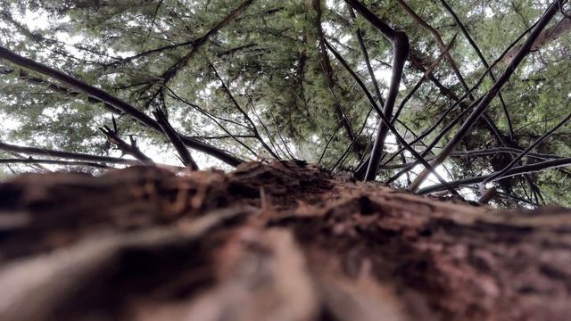 Дождь в лесу  4К