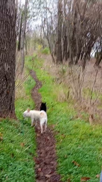 прогулка смотреть онлайн