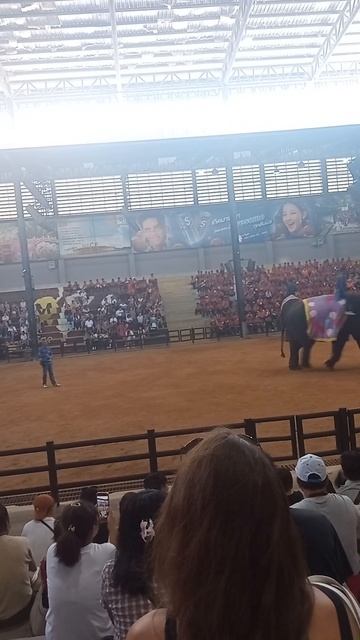 Слон метнул дротик В ЯБЛОЧКО! Что скрывает шоу слонов в Nong Nooch? смотреть онлайн