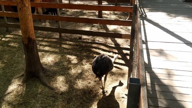 Москва зоопарк Внуково 2025 смотреть онлайн