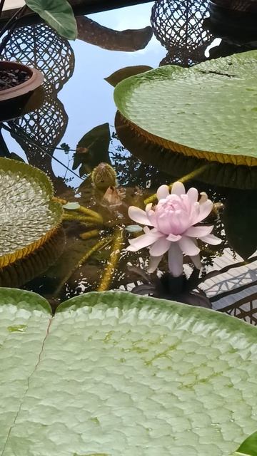 Всё, что кажется хаотичным, — просто вне нашего ритма Что скрывает Nong Nooch? смотреть онлайн