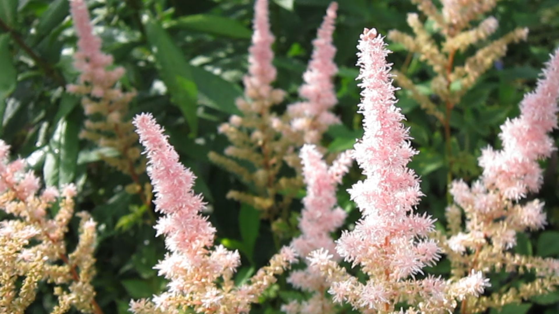 Тенелюбивый многолетник АСТИЛЬБА смотреть онлайн