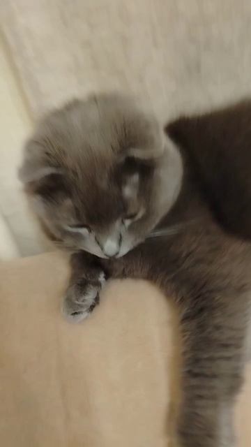 Разве не милашка?:з