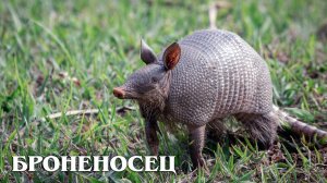 Броненосец: Маленький Бронетранспортер | Интересные факты про броненосцев