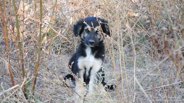 Sad puppy in the grass