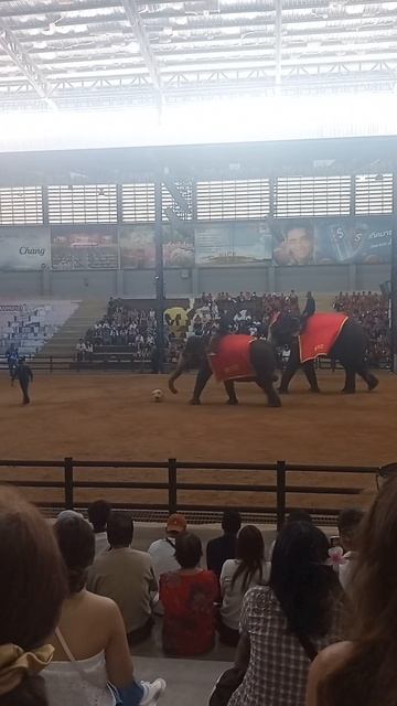 Что скрывает шоу слонов в Nong Nooch? Слон забил гол! 🇹🇭⚽ смотреть онлайн