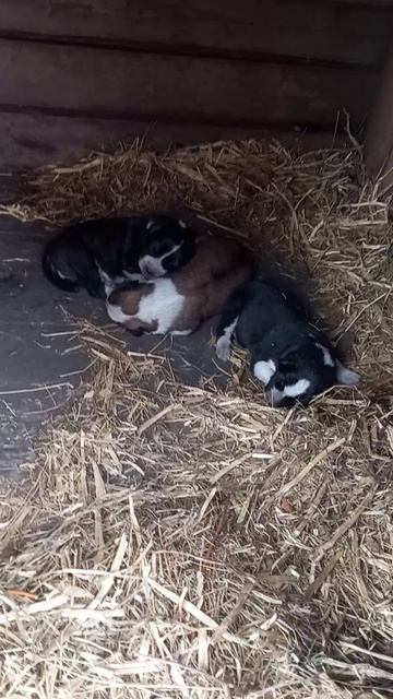 3 дубль вязка гороч и гюрза