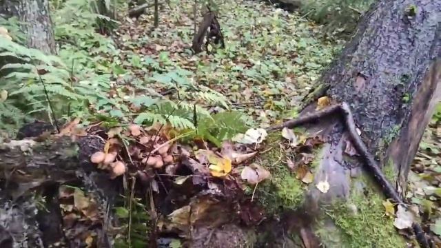 Поздние опята!!! смотреть онлайн