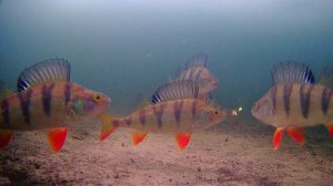 Всё-таки я нашёл свою заветную лунку, ОКУНЬ НЕ ДАЁТ УПАСТЬ ПРИМАНКЕ НА ДНО, подводные сьёмки.