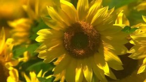 Слава Тебе, Боже!