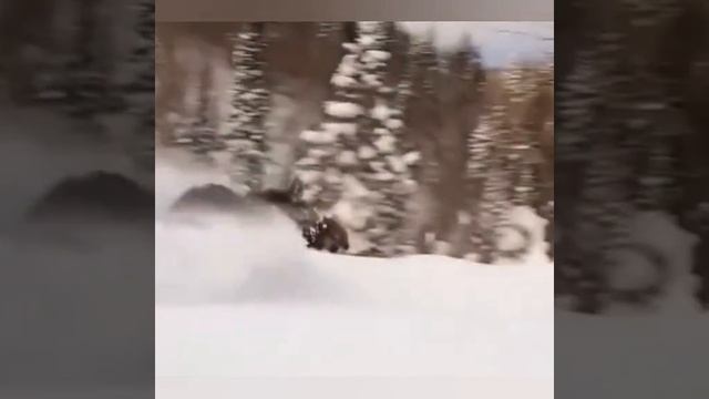 лось.mp4 смотреть онлайн