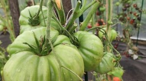 10 Сортов Томатов - Мега урожайные по 10 килограмм с куста!