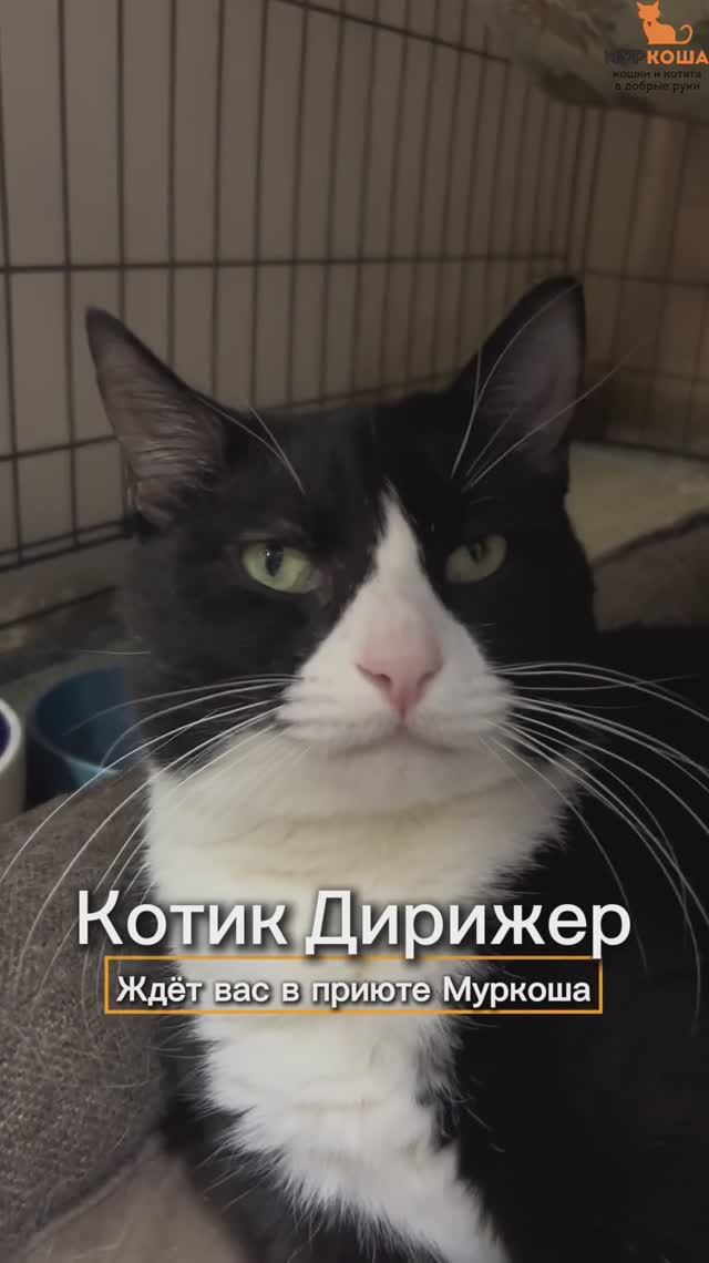 Дирижёр ждёт вас в приюте #Муркоша смотреть онлайн