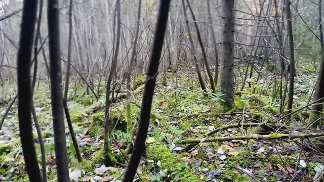 Четыре
