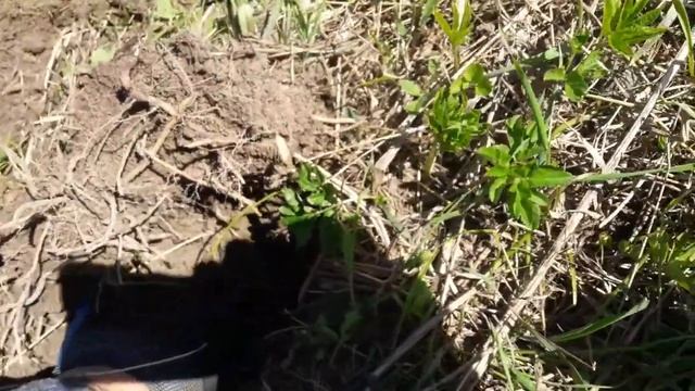 Воскресный выезд удался! Коп 2019