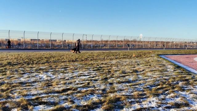 Отл. Black Magic Of The Sun YASMINA +++ №59. САНКТ-ПЕТЕРБУРГ 12 декабря`25 Моно немецких овчарок смотреть онлайн