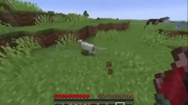 когда решил приручить кота