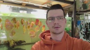 Мини обзор продаваемых дискусов и разводни