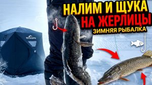МОРОЗНАЯ РЫБАЛКА / НАЛИМ И ЩУКИ В ЭТОЙ ТОЧКЕ / ПАЛАТКА