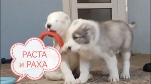 Две сестрички. Презентация