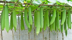 Не могу поверить, я однажды использовал этот трюк и получил слишком много плодов