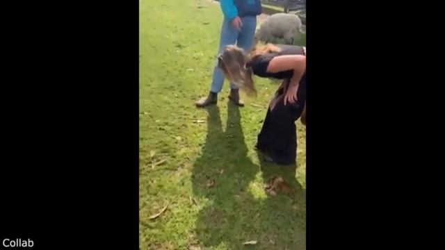 Смешные приколы с животными #№2