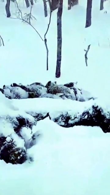 кабаны.mp4 смотреть онлайн