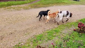 #Пёс пёс 12 сезон 135 серии