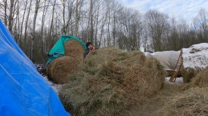 Сена похоже не хватит, морозы и дожди декабря, пастбище расширяется и деревенские будни!