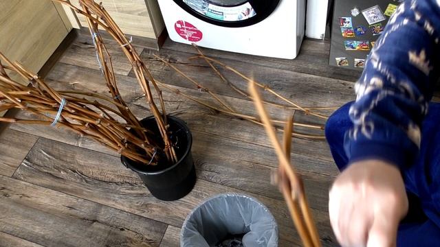 Проращивание_черенков_винограда__Народный_способ