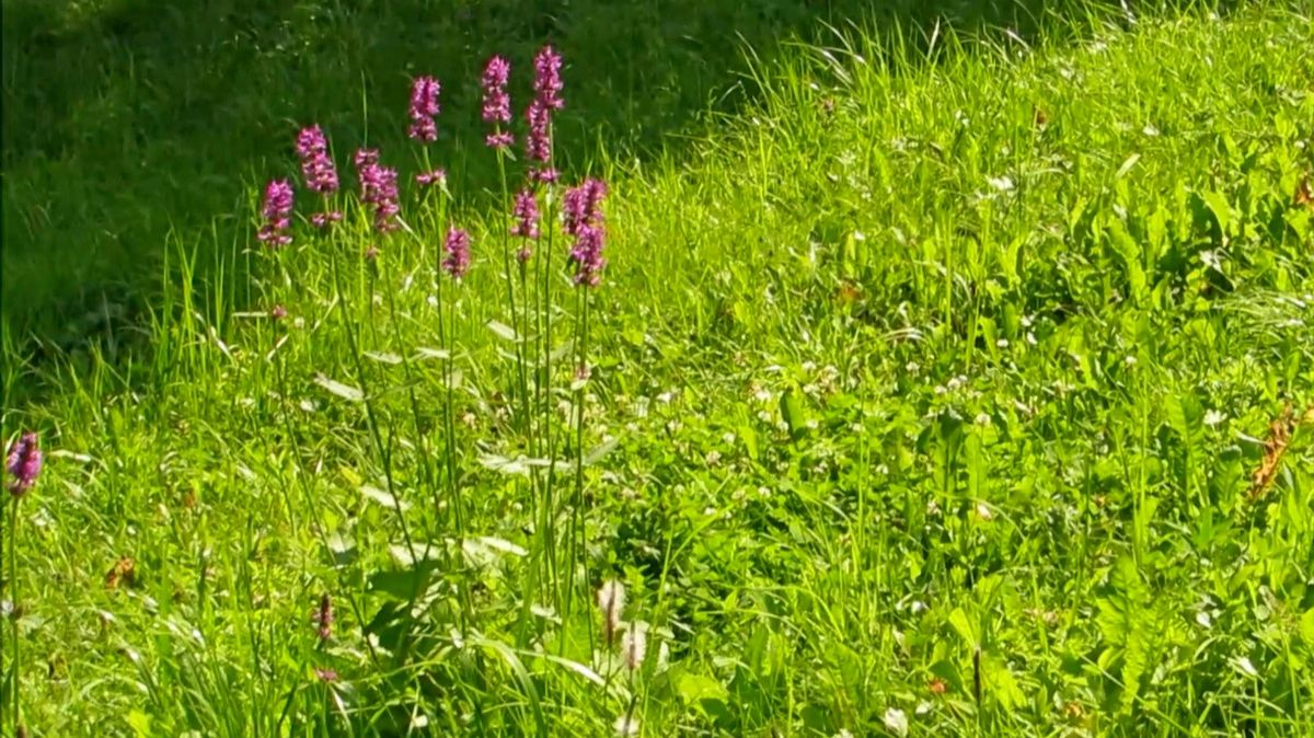 Травы и сенный бегемот смотреть онлайн